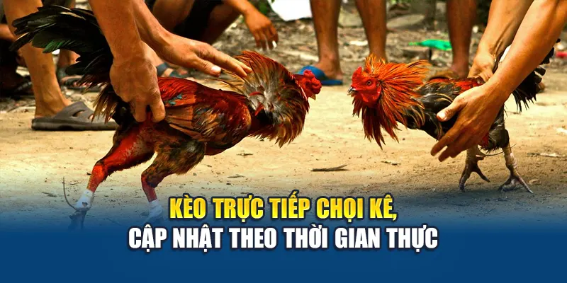 Tổng Hợp Kinh Nghiệm Đá Gà Hiệu Quả Tại Nhà Cái W88 2 Kèo trực tiếp chọi kê, cập nhật theo thời gian thực