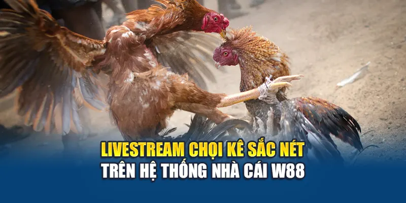 Tổng Hợp Kinh Nghiệm Đá Gà Hiệu Quả Tại Nhà Cái W88 3 Livestream chọi kê sắc nét trên hệ thống nhà cái W88