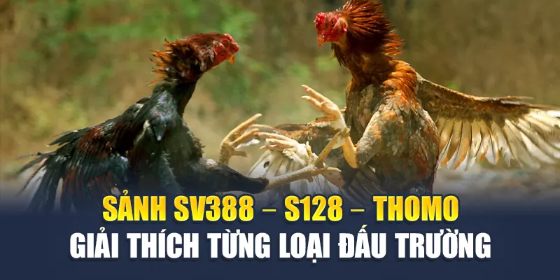 Khám Phá Thuật Ngữ Đá Gà Chuẩn Xác Từ W88 Dành Cho Tân Thủ 2 Sảnh SV388 – S128 – Thomo giải thích từng loại đấu trường
