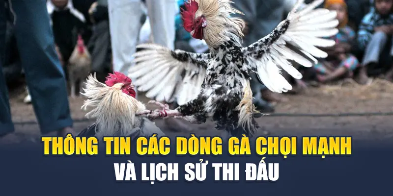 Cách Chọn Gà Đá Bất Bại, Tài Năng Từ Cao Thủ Nhà Cái W88 2 Thông tin các dòng gà chọi mạnh và lịch sử thi đấu