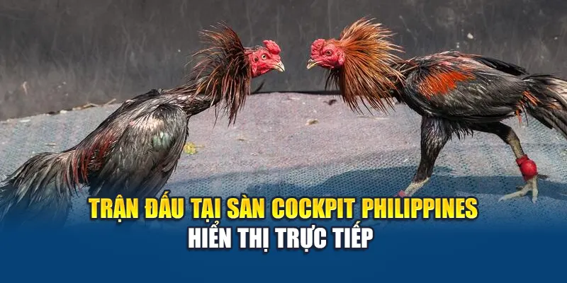 Trận đấu tại sàn Cockpit Philippines hiển thị trực tiếp 